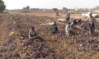 برداشت بیش از دو هزار و 400 تن چغندر لبو در برخوار