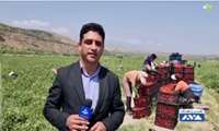 رکورد برداشت محصول گوجه فرنگی به نام کشاورز طارمی ثبت شد