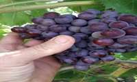 انگور کوار به کشورهای حوزه خلیج فارس و پاکستان صادر می‌شود