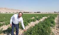 سنگلاخ مثمر کهورستان؛ سبزی از شوری سر بر‌ می‌آورد