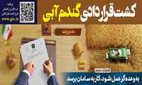 طرح کشت قراردادی گندم در استان زنجان آغاز شد