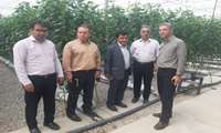 سطح زیر کشت گلخانه های استان ایلام