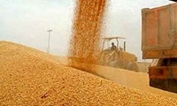 خرید تضمینی گندم در خراسان رضوی ۵۰ درصد افزایش یافت