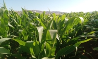 کشت بیش از 150 هکتار ذرت علوفه ای در اراضی شهرستان جلفا