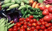 اختصاص ۲۴۵ هکتار از اراضی کشاورزی شهرستان البرز به کشت سبزی و صیفی