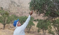 مهار گسترش انگل دارواش توسط محقق مرکز تحقیقات و آموزش کشاورزی قزوین