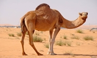 پهنه شتر داشتی در یزد ایجاد می شود