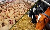 توزیع بیش از ۱۱۸ هزار تن انواع نهاده های دامی در استان قزوین