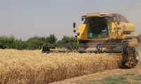 خرید گندم در استان قزوین از مرز ۲۳۰هزار تن گذشت 