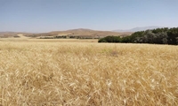 بیش از ۲۰۰ هزار میلیارد ریال از کشاورزان کردستانی گندم خریداری شد 