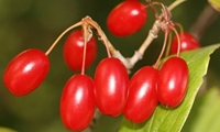 برداشت زغال اخته از سطح ۶۷۰ هکتار از باغات این استان خبر داد