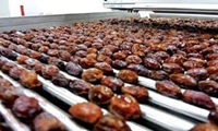 صدور مجوز کارگاه بسته بندی خرما در بهبهان