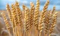 برگزاری روز مزرعه در سایت الگویی گندم خرمشهر