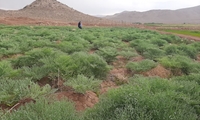 کاشت انغوزه در اراضی رها شده استان یزد 