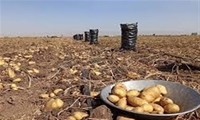 ذخیره‌سازی ۵ هزار تن سیب‌زمینی در کردستان