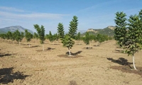 کاشت ۱۳ میلیون نهال در لرستان