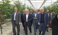 عملکرد مثبت توسعه گلخانه‌ها در افزایش بهره‌وری و کاهش مصرف آب 