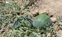 کشت هندوانه دیم در اراضی کشاورزی شهرستان البرز آغاز شد