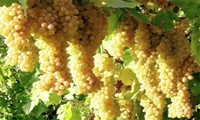 باغات خراسان جنوبی آماده برداشت بالغ بر ۱۵ هزار تن انگور