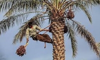 آغاز  برداشت خارک و رطب از نخیلات خوزستان