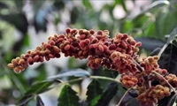 پیش‌بینی برداشت ۳۳ تُن سماق از باغات تویسرکان