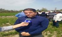 گلستان پیشتاز خشکه کاری برنج در کشور