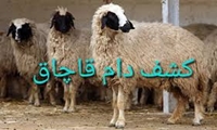 عزم ها برای مبارزه با قاچاق دام در استان سمنان جدی است