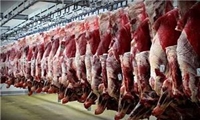 افزایش تولید گوشت قرمز از اولویت های کاری سازمان جهاد کشاورزی است