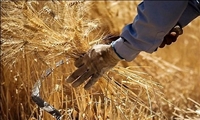 خرید تضمینی گندم از مرز ۴.۴ میلیون تن عبور کرد