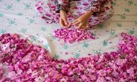 توسعه کشت گل محمدی در شهرستان مراغه