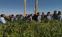 برگزاری روز مزرعه گلرنگ و کاملینا در ورزقان با هدف ترویج کشت دانه‌های روغنی