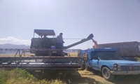 برداشت کلزا و گندم در شهرستان جلفا
