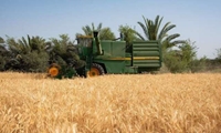 برداشت گندم در کردستان آغاز شد / کمباین ها در کامیاران به حرکت در آمدند