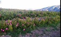  آغاز برداشت گل محمدی در ۳۴۰ هکتار از گلستان‌های اردبیل