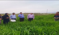 بیش از ۱۸۱۶ هکتار از مزارع ارومیه بر علیه آفت سن غلات سمپاشی شد