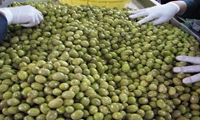 صدور ۲ فقره پروانه بهره برداری صنایع تبدیلی کشاورزی در استان قزوین 