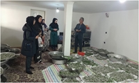 برداشت 3 تن پیله تر کرم ابریشم در شهرستان خداآفرین
