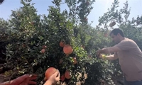 برداشت انار در شهرستان طارم
