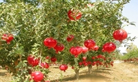 شناسایی بیش از ۷۰۰ ژنوتیپ انار در ایران/ اقتصادی کردن محصول انار در اولویت برنامه‌ها