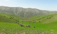 1450 تن بذور مرتعی در سال جاری نیاز است/ 4 ایستگاه تولید بذور مرتعی به بخش خصوصی احاله مدیریت می‌شود