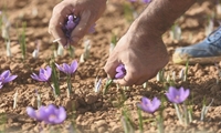 طلای سرخ لرستان؛ مرغوب ولی ناشناخته