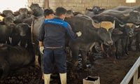 اجرای طرح واکسیناسیون دام های سنگین علیه بیماری لمپی اسکین در خوزستان