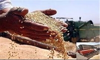 توزیع بذر یارانه ای در استان بوشهر
