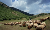 توسعه دامداری‌های روستایی اولویت وزارت جهاد کشاورزی است