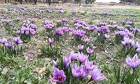 ۴۰ هکتار از زمین‌های زراعی شهرستان شازند زیر کشت محصول زعفران 
