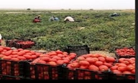 پیش‌بینی برداشت 660 هزار تن گوجه‌فرنگی از مزارع استان بوشهر 