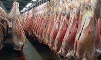صدور مجوز تاسیس کشتارگاه دام در اندیکا