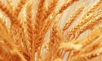 کشت طرحهای pvs تراکم و تغذیه گندم در ماهشهر