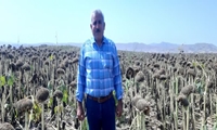 آغاز برداشت آفتاب‌گردان از مزرعه 1۵ هکتاری در خداآفرین