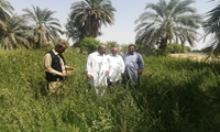 برداشت چین دوم حنا ۳۷۶۰ هکتار از مزارع دلگان